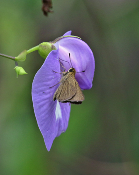 Swarthy Skipper